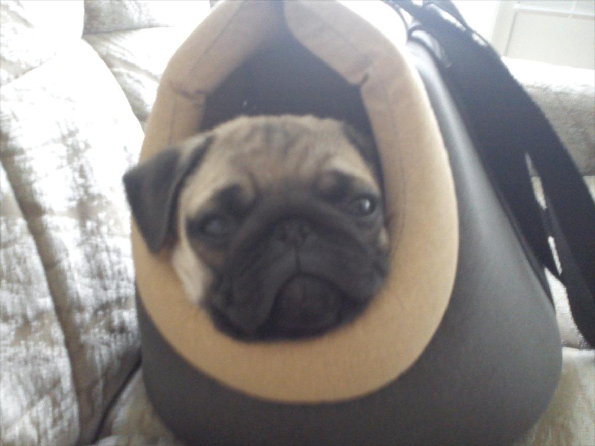 Mops Flemming billede 14