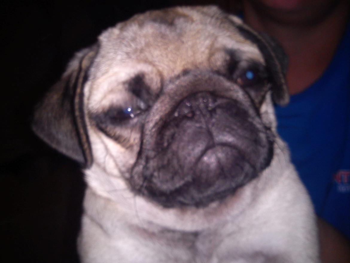 Mops Flemming billede 15