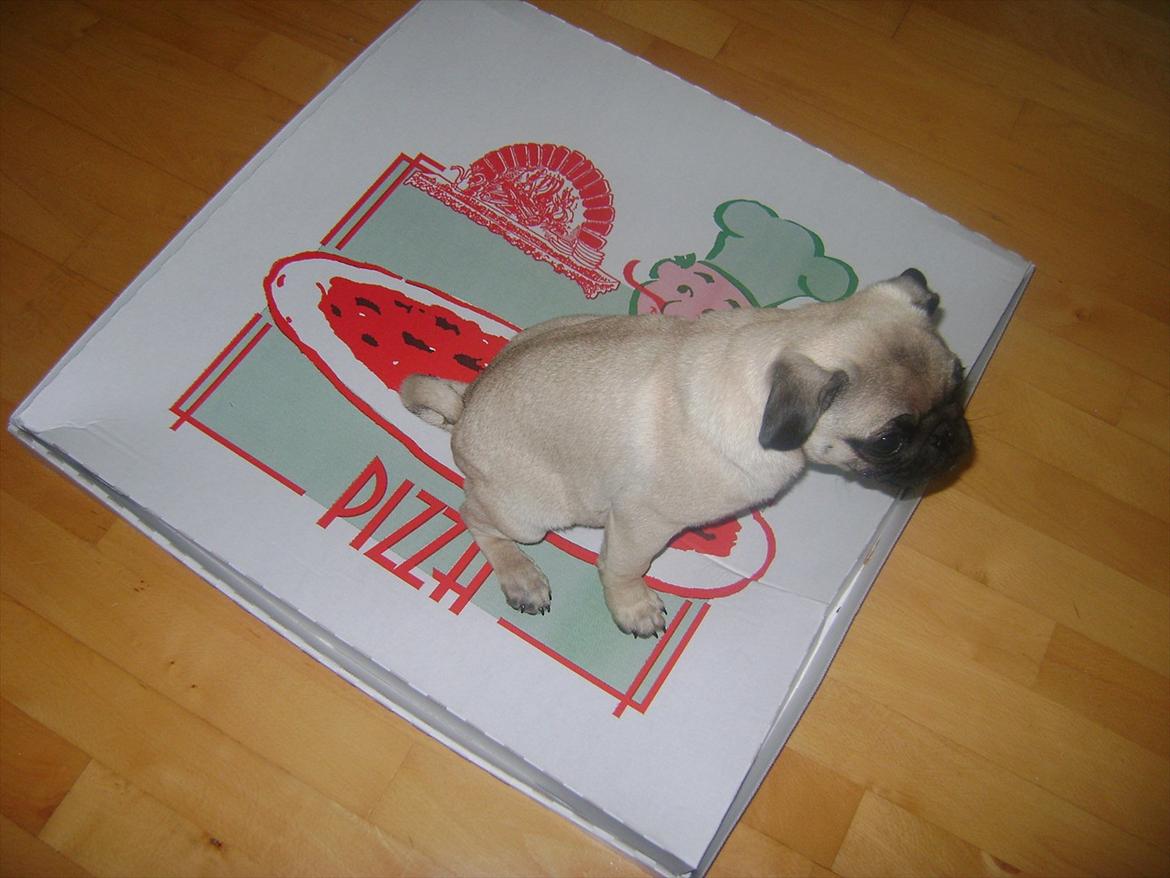 Mops Flemming billede 5