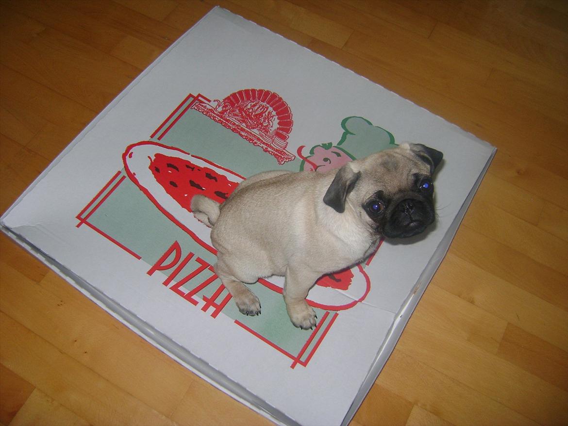 Mops Flemming billede 4