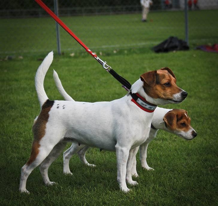 Dansk svensk gaardhund NORDCH KLBCH Bianca - Bianca og "halv"lillesøster Beckie på udstilling i Ballerup - september 2010 billede 20