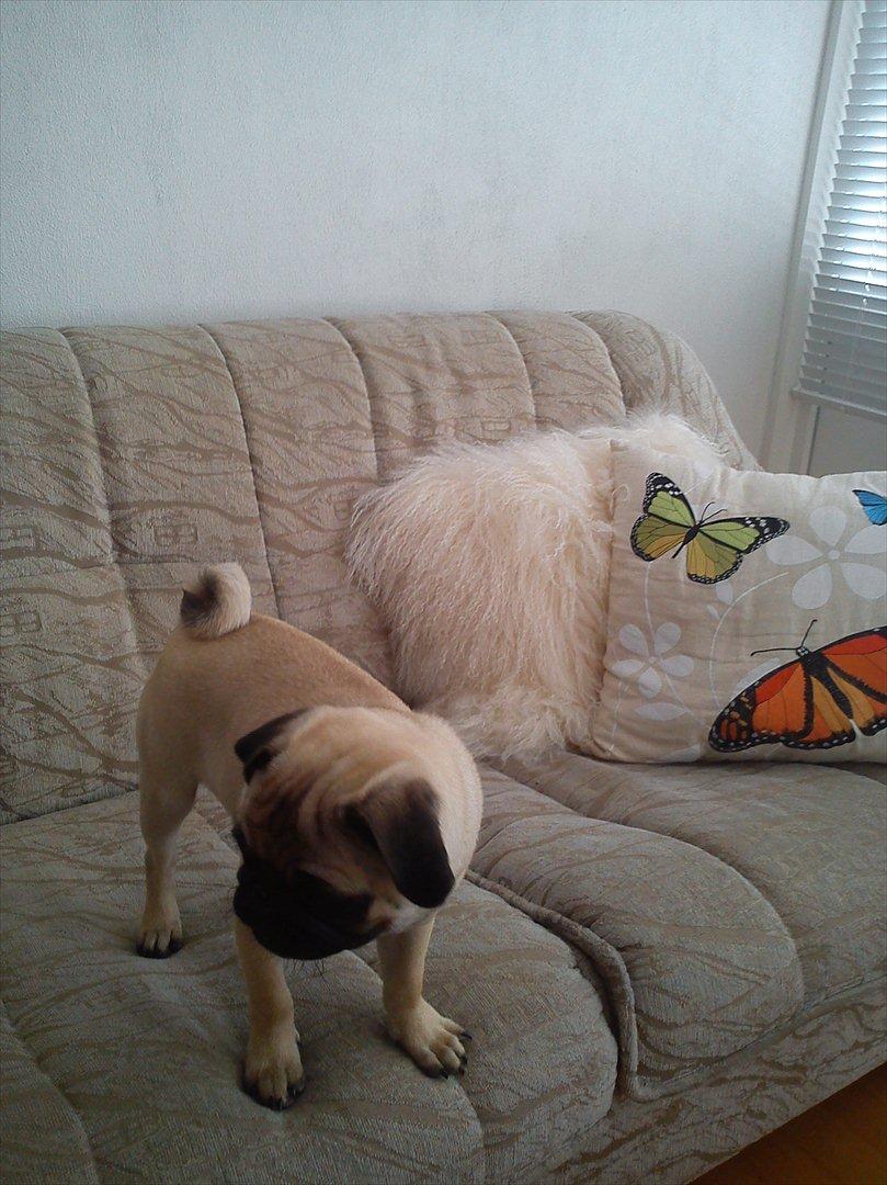 Mops Flemming billede 16