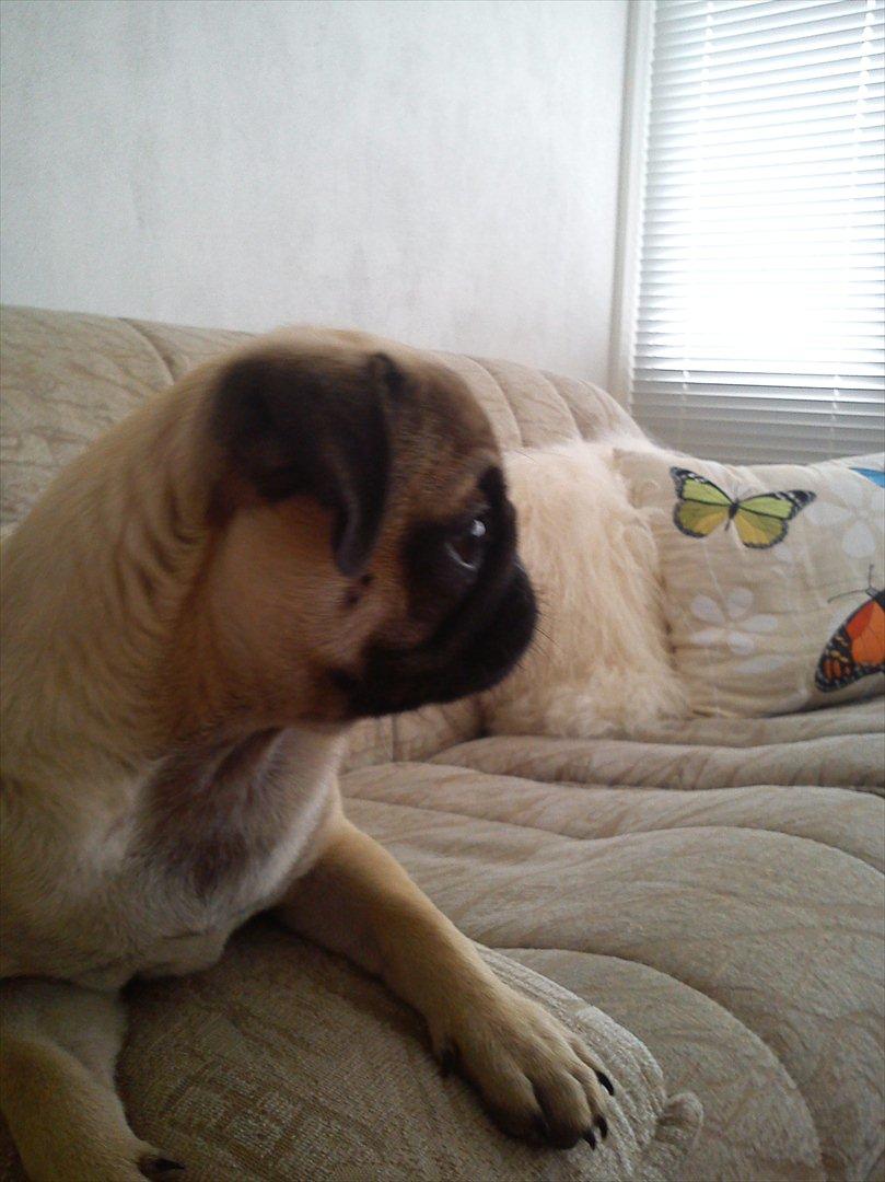 Mops Flemming billede 17