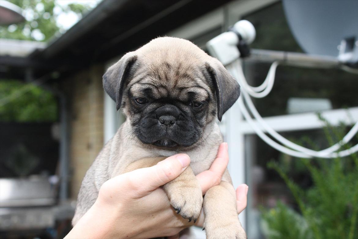 Mops Henry billede 5