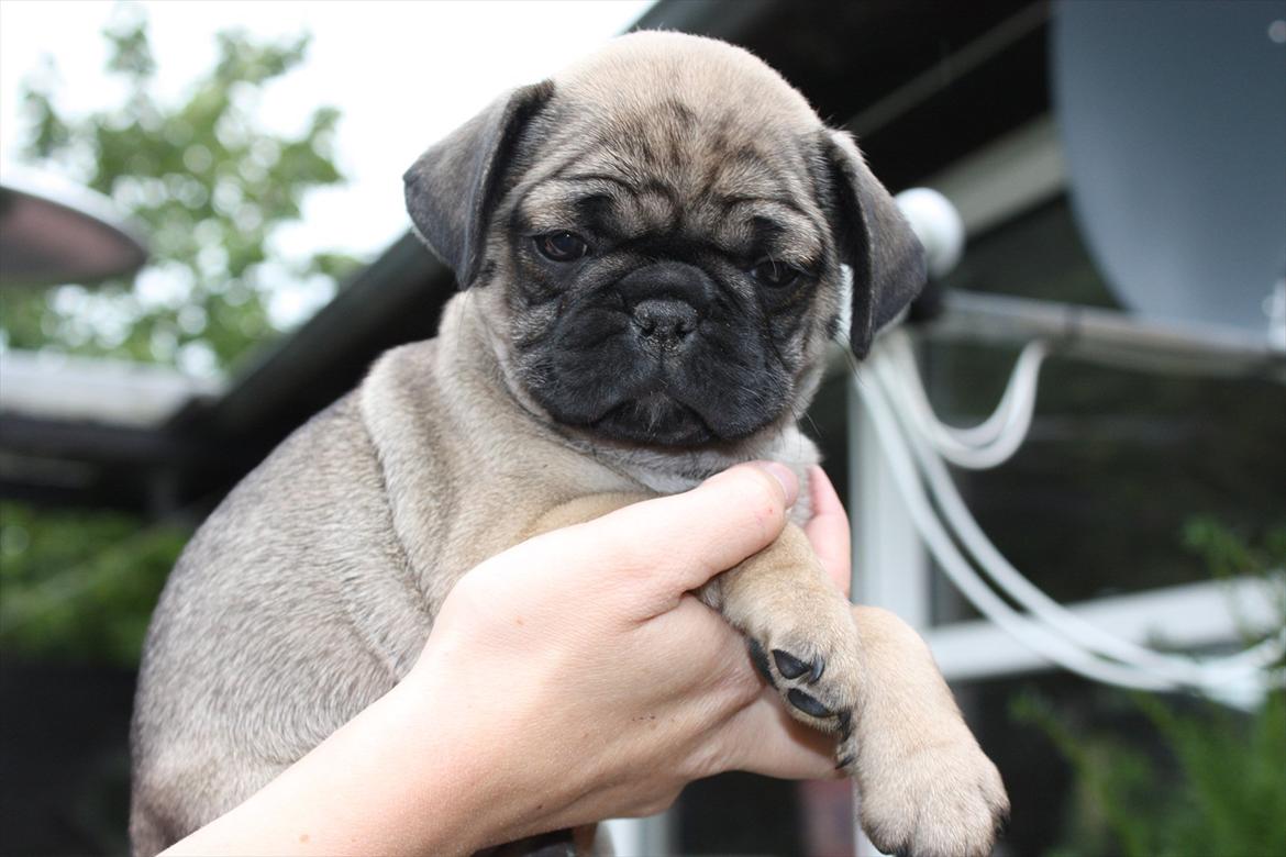 Mops Henry billede 6