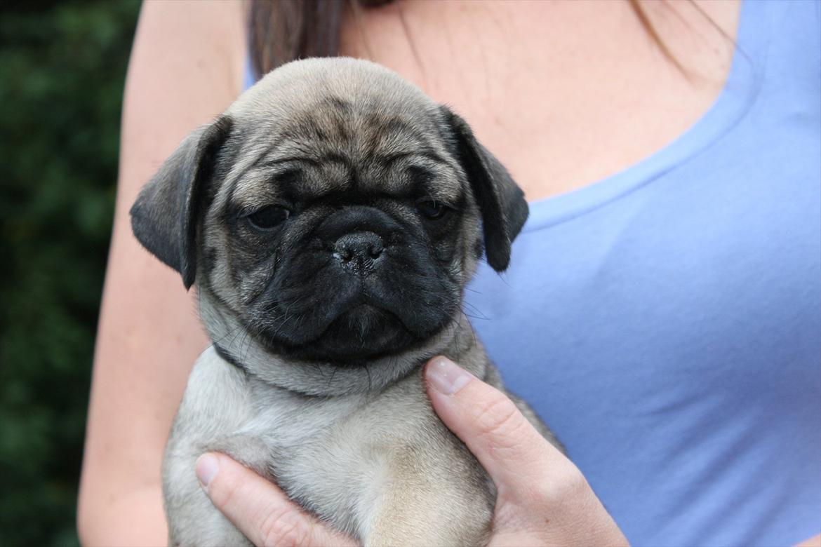 Mops Henry billede 7