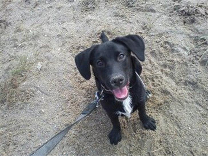 Blanding af racer Sam billede 6