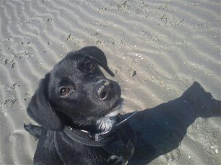 Blanding af racer Sam billede 7