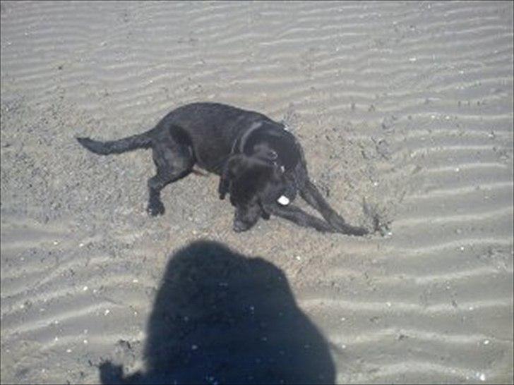 Blanding af racer Sam billede 8