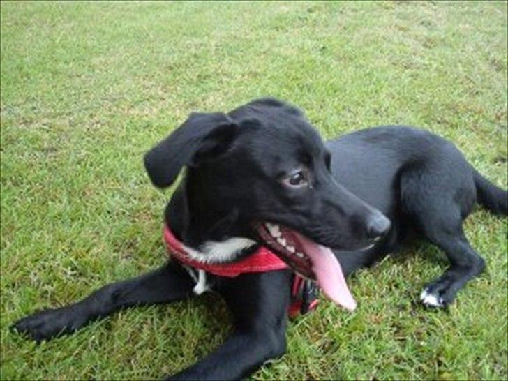 Blanding af racer Sam billede 9