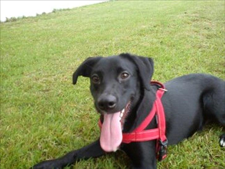 Blanding af racer Sam billede 10