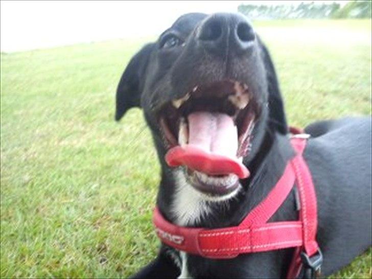 Blanding af racer Sam billede 11