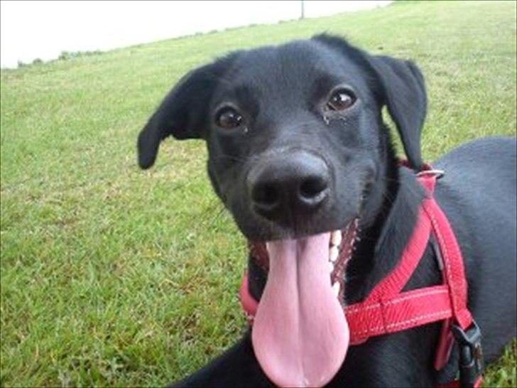 Blanding af racer Sam billede 12