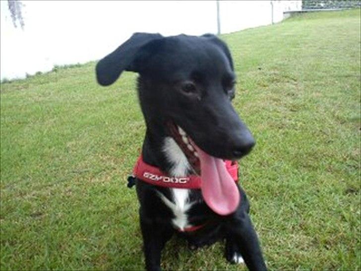 Blanding af racer Sam billede 13