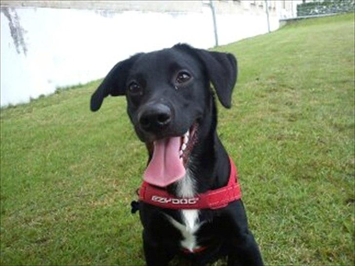 Blanding af racer Sam billede 1