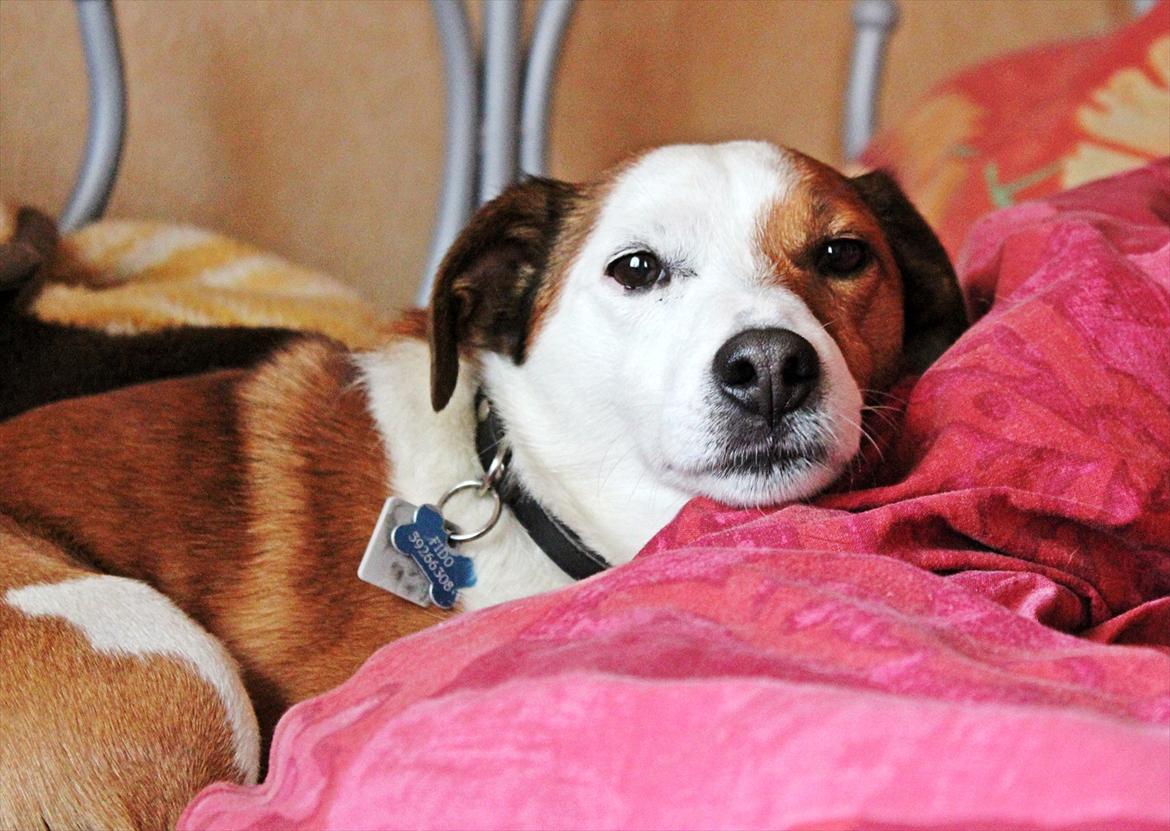 Jack russell terrier fido - Foto: Mathilde.D.B.Larsen. (Mig) billede 9