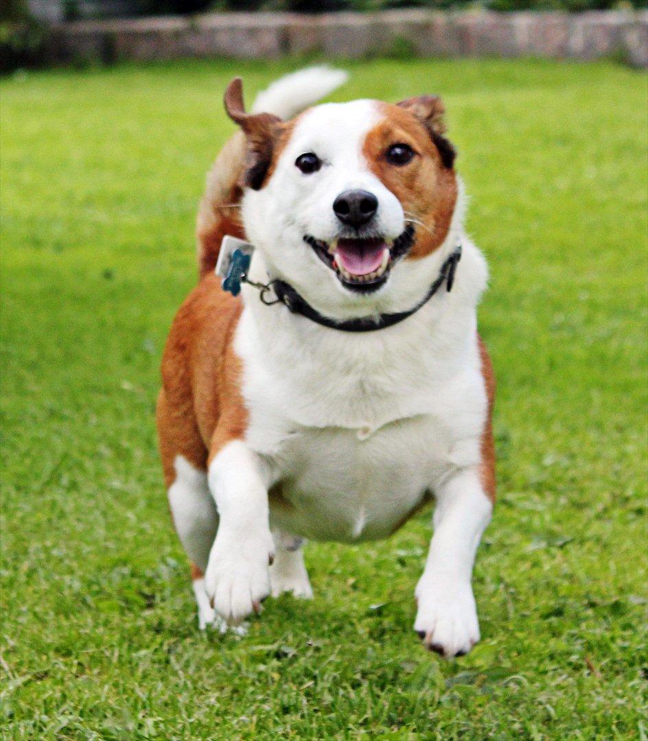 Jack russell terrier fido - Foto: Mathilde.D.B.Larsen. (Mig) billede 10