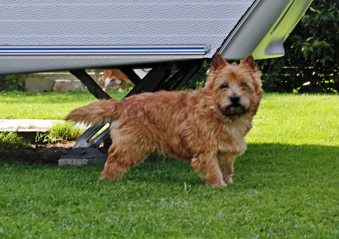 Cairn terrier joey billede 8