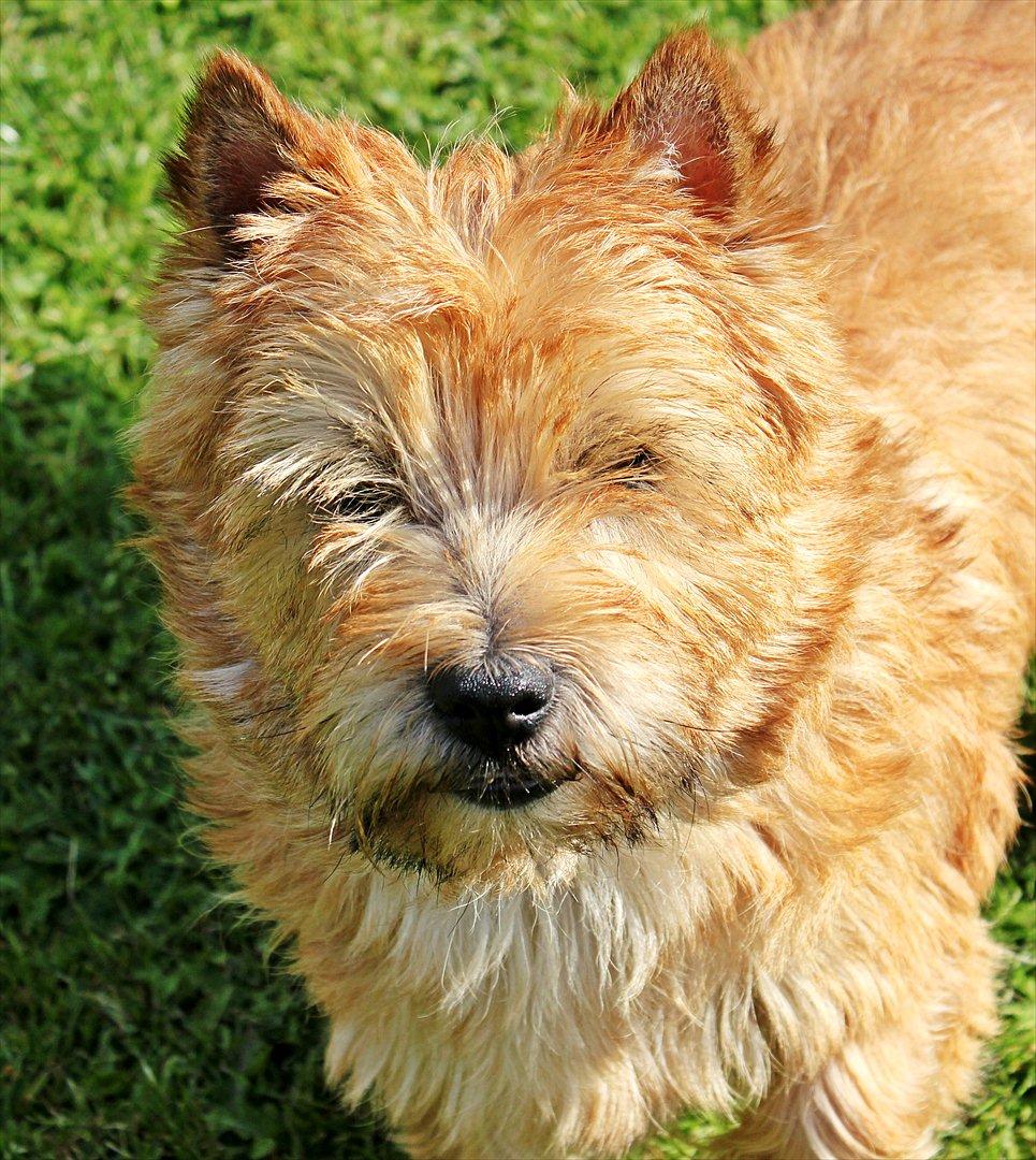 Cairn terrier joey billede 9
