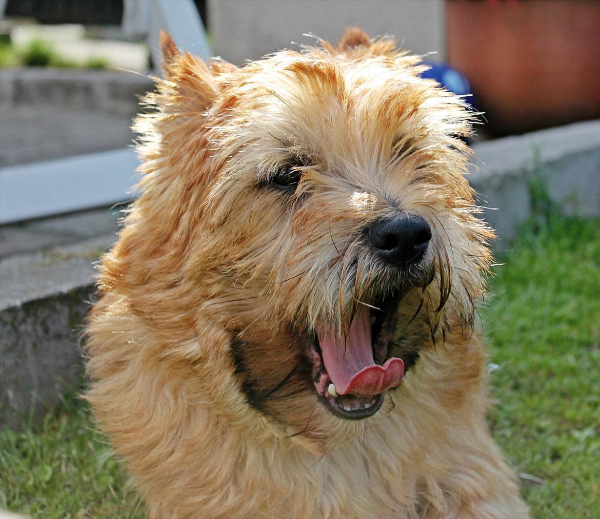 Cairn terrier joey billede 13