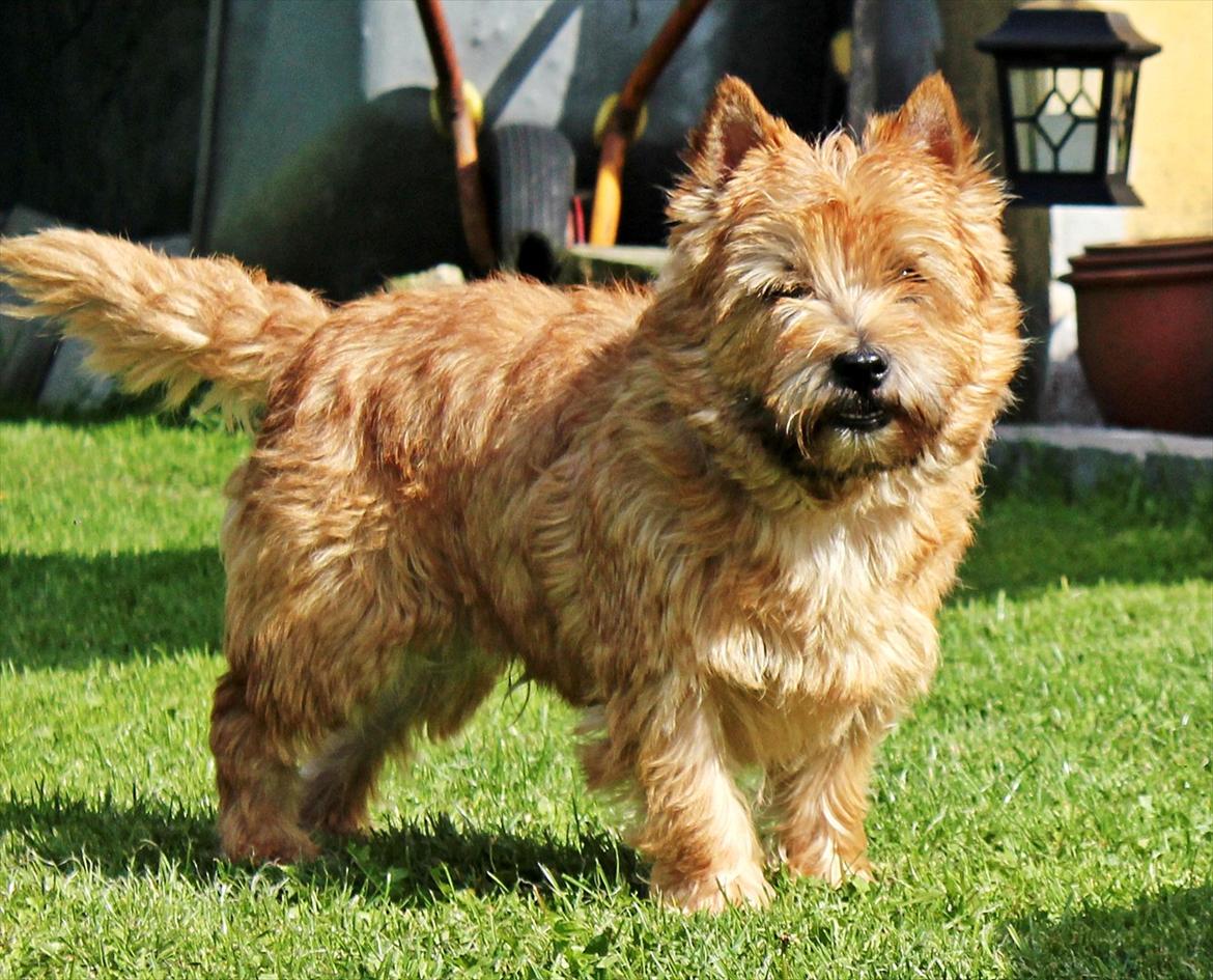 Cairn terrier joey billede 10