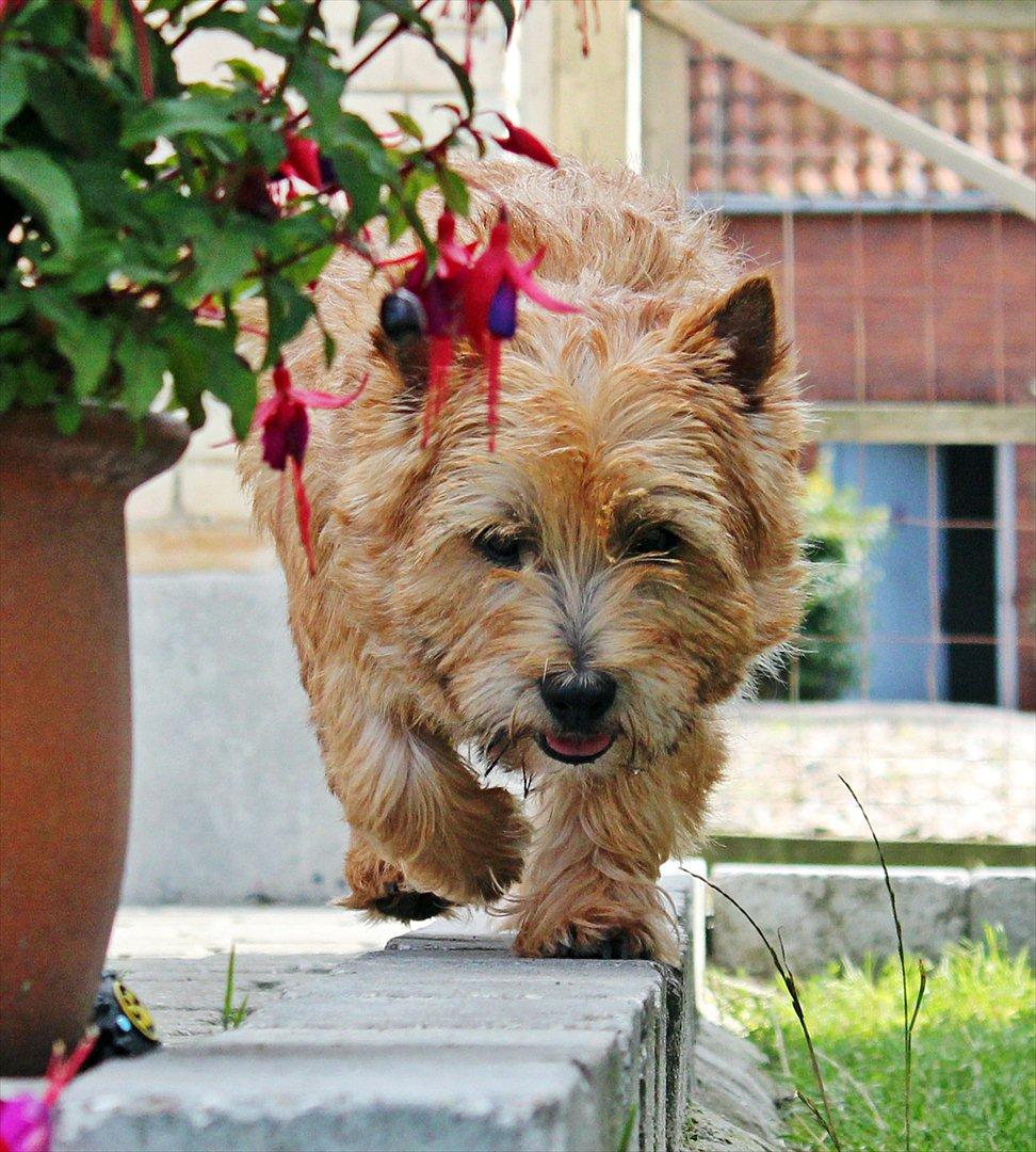 Cairn terrier joey billede 11