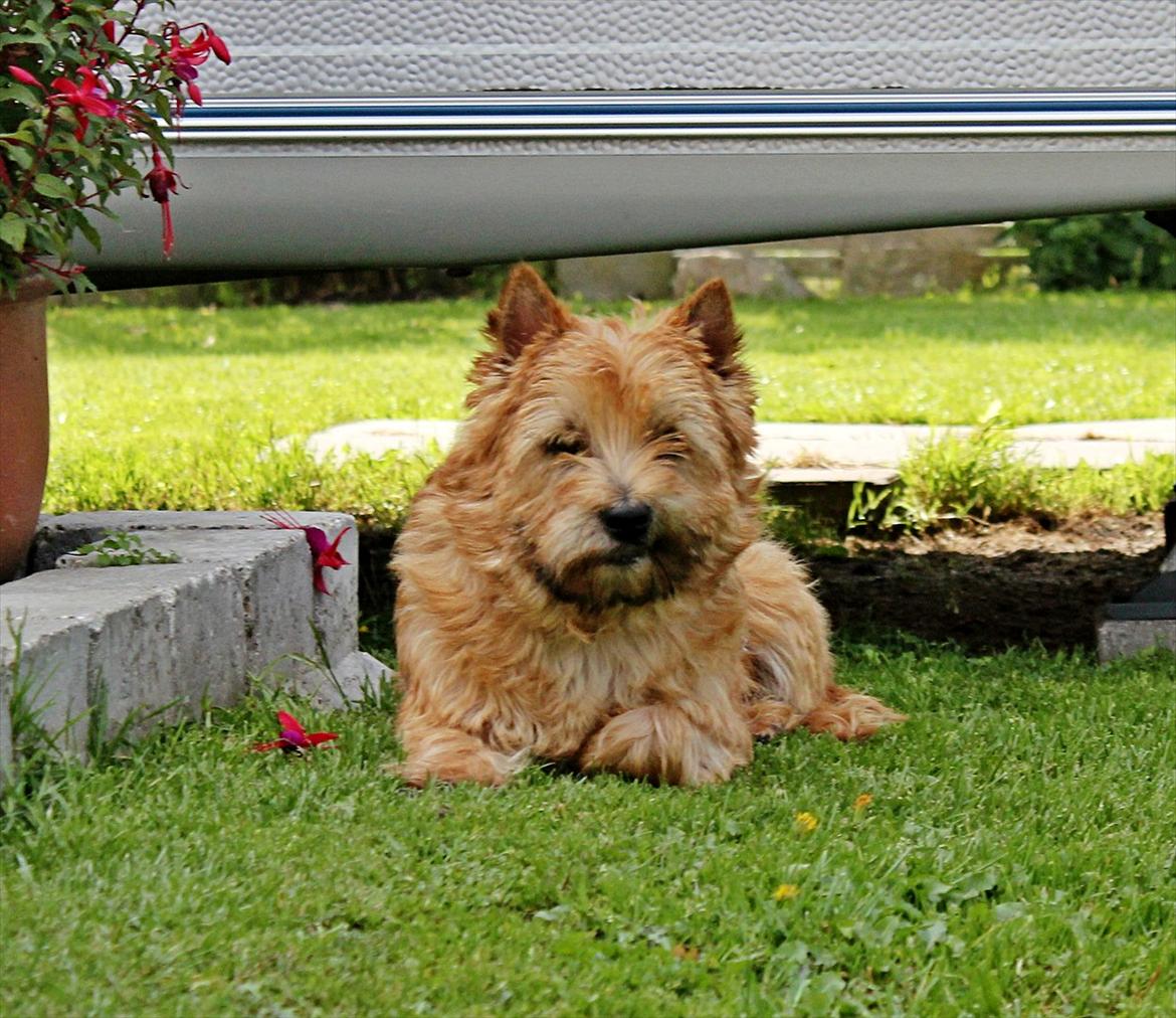 Cairn terrier joey billede 12