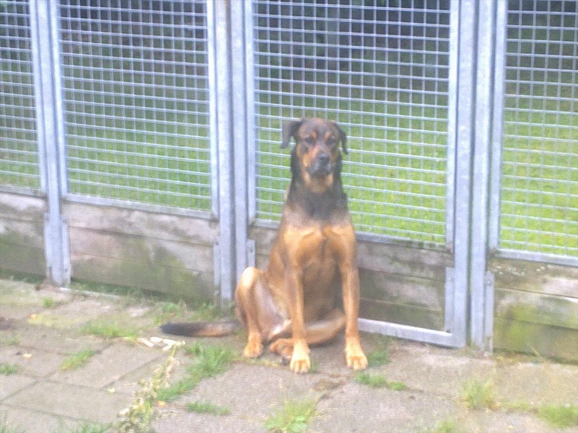 Blanding af racer Drengen (The Great German) billede 1