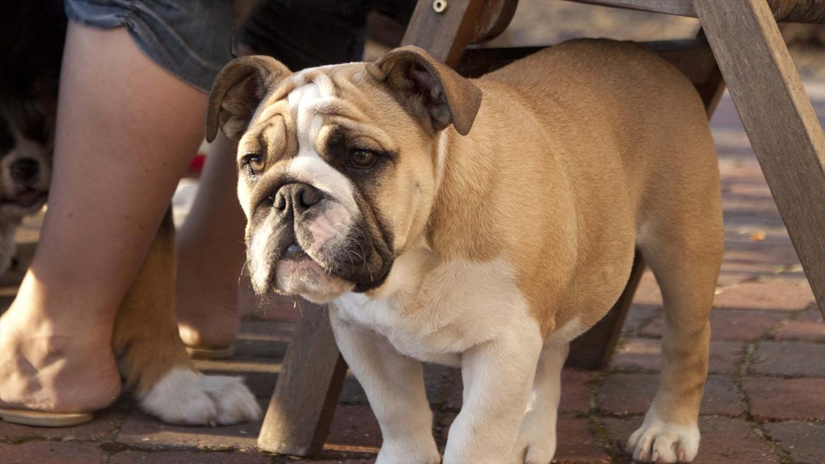 Engelsk bulldog Enja  (solgt) billede 1