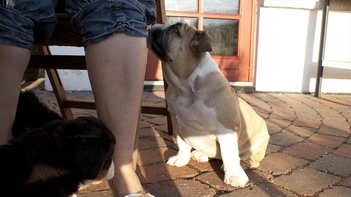 Engelsk bulldog Enja  (solgt) billede 2