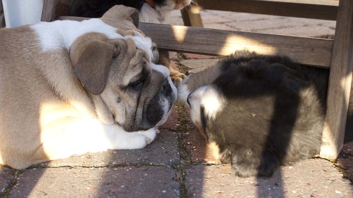 Engelsk bulldog Enja  (solgt) billede 3