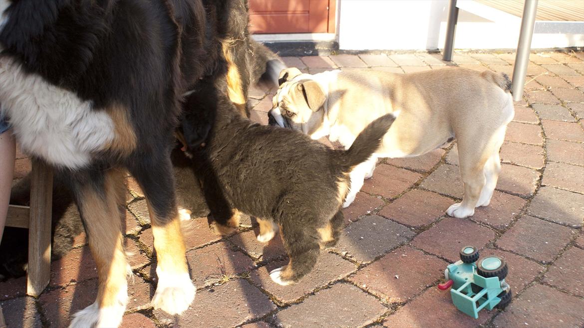 Engelsk bulldog Enja  (solgt) billede 4