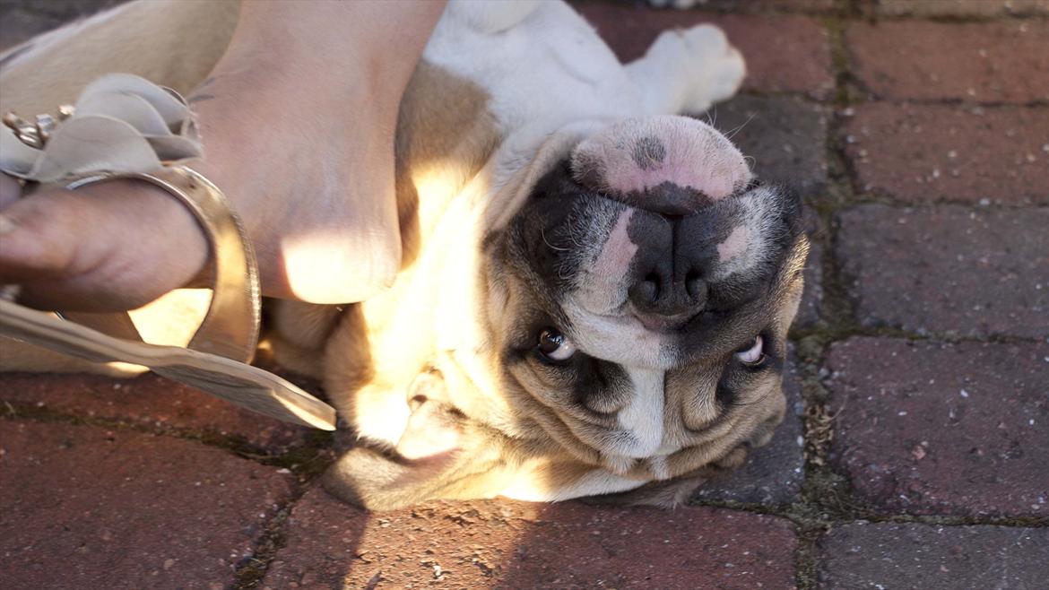 Engelsk bulldog Enja  (solgt) billede 5