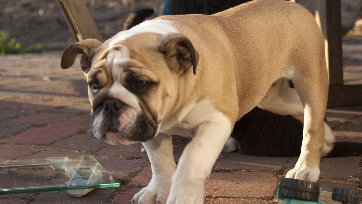 Engelsk bulldog Enja  (solgt) billede 6