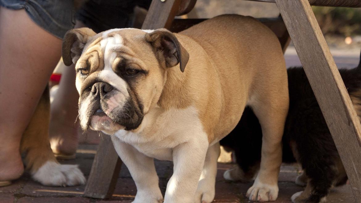 Engelsk bulldog Enja  (solgt) billede 7