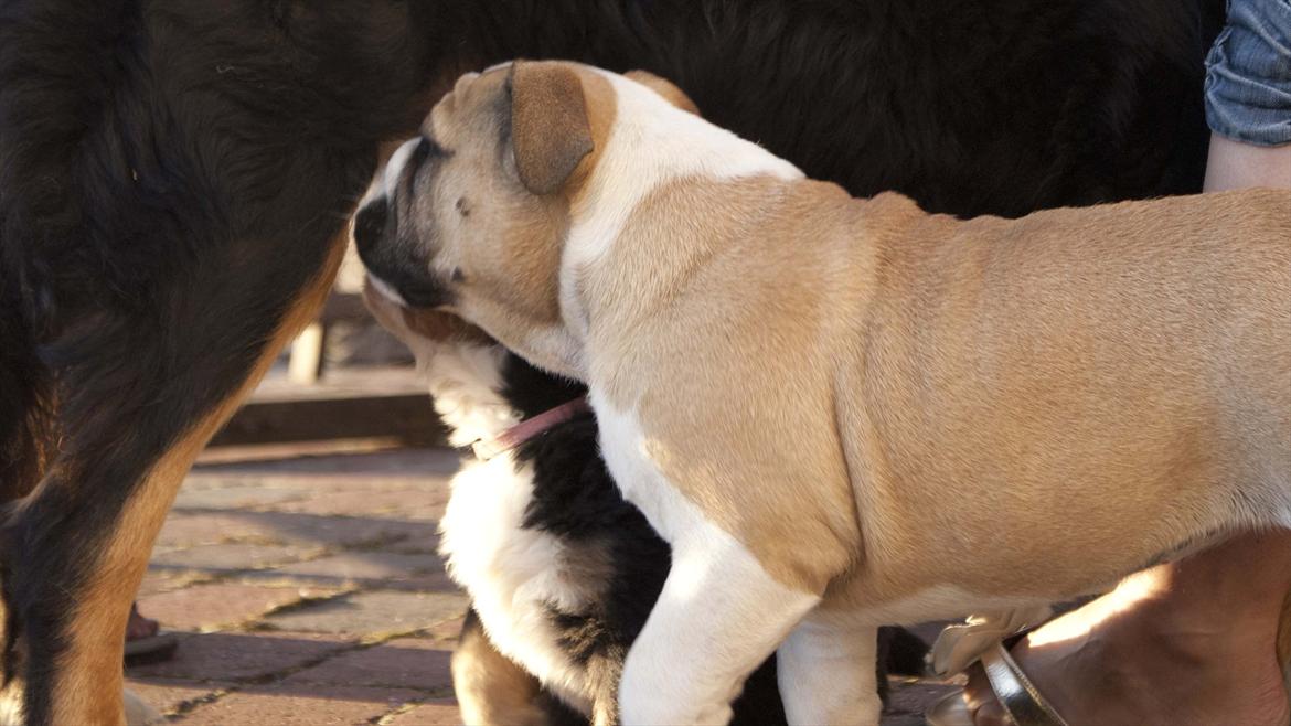 Engelsk bulldog Enja  (solgt) billede 8