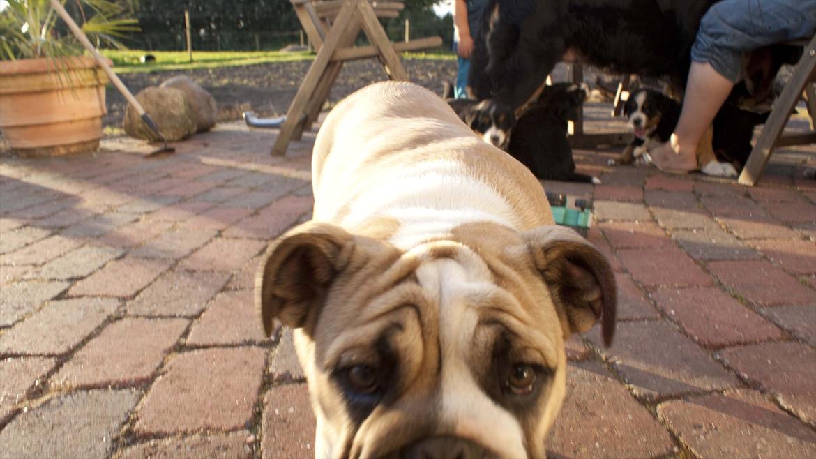 Engelsk bulldog Enja  (solgt) billede 9