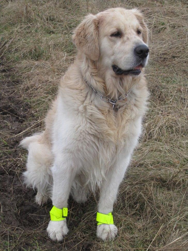 Golden retriever Baloo - han kigger på et eller andet(; billede 1