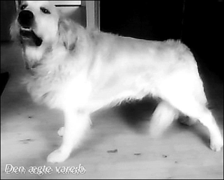 Golden retriever Baloo - På dette billed har han lige lært at stå i stand billede 2