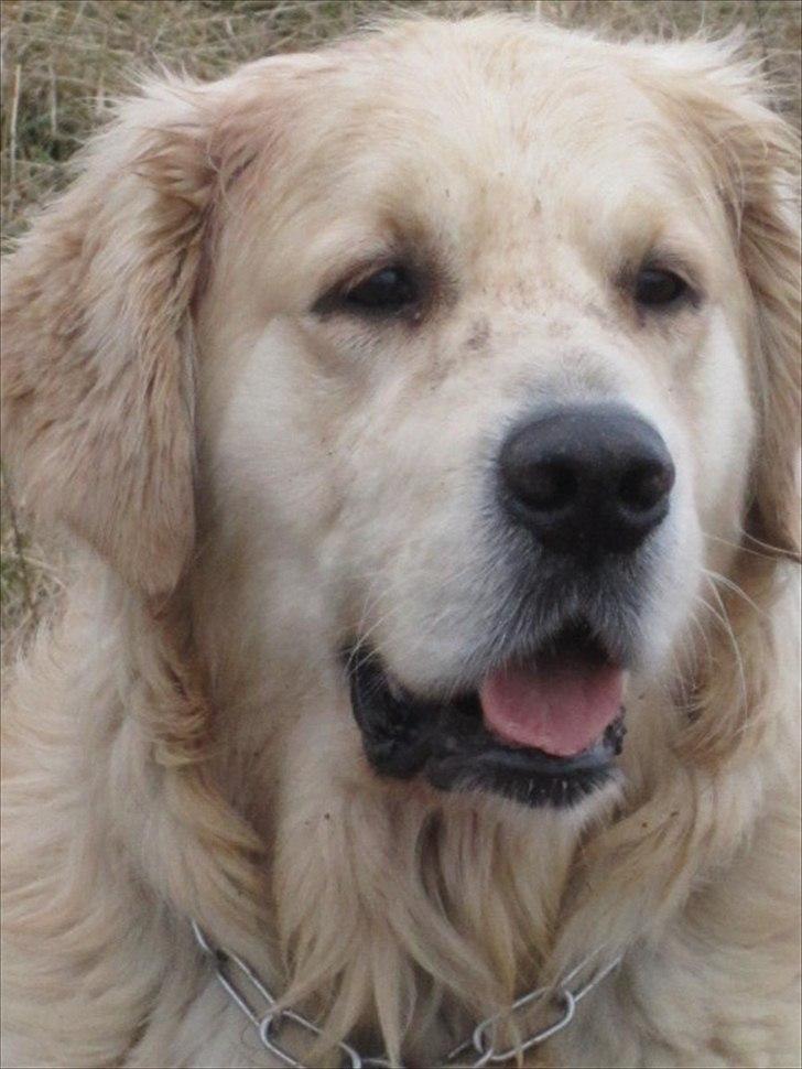 Golden retriever Baloo - i hedeland billede 3
