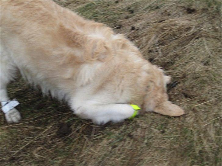 Golden retriever Baloo - han kigger om der er nogle  mus billede 4