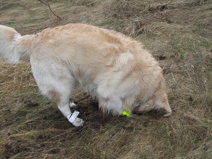 Golden retriever Baloo - han fandt et musse hul(; billede 5