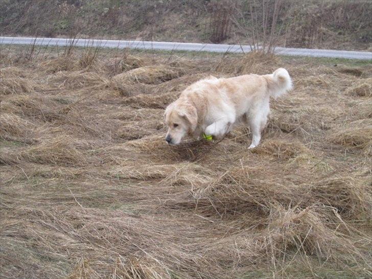 Golden retriever Baloo - på vej ned i hedeland billede 6