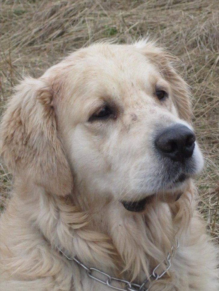 Golden retriever Baloo - han kigger på fugle(; billede 7