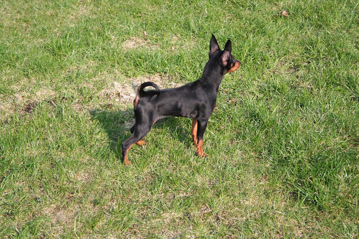 Dvaergpinscher Rødkildes Flora billede 8