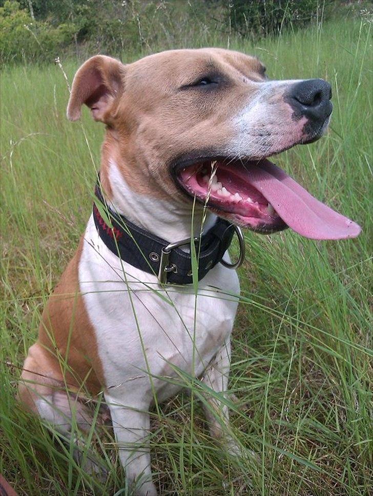 Blanding af racer aya(amstaff/ambull) - nyt! 15/8 2011 aya ca. 1 år og 8 mdr, billede 18