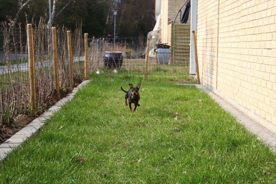 Dvaergpinscher Rødkildes Flora billede 9