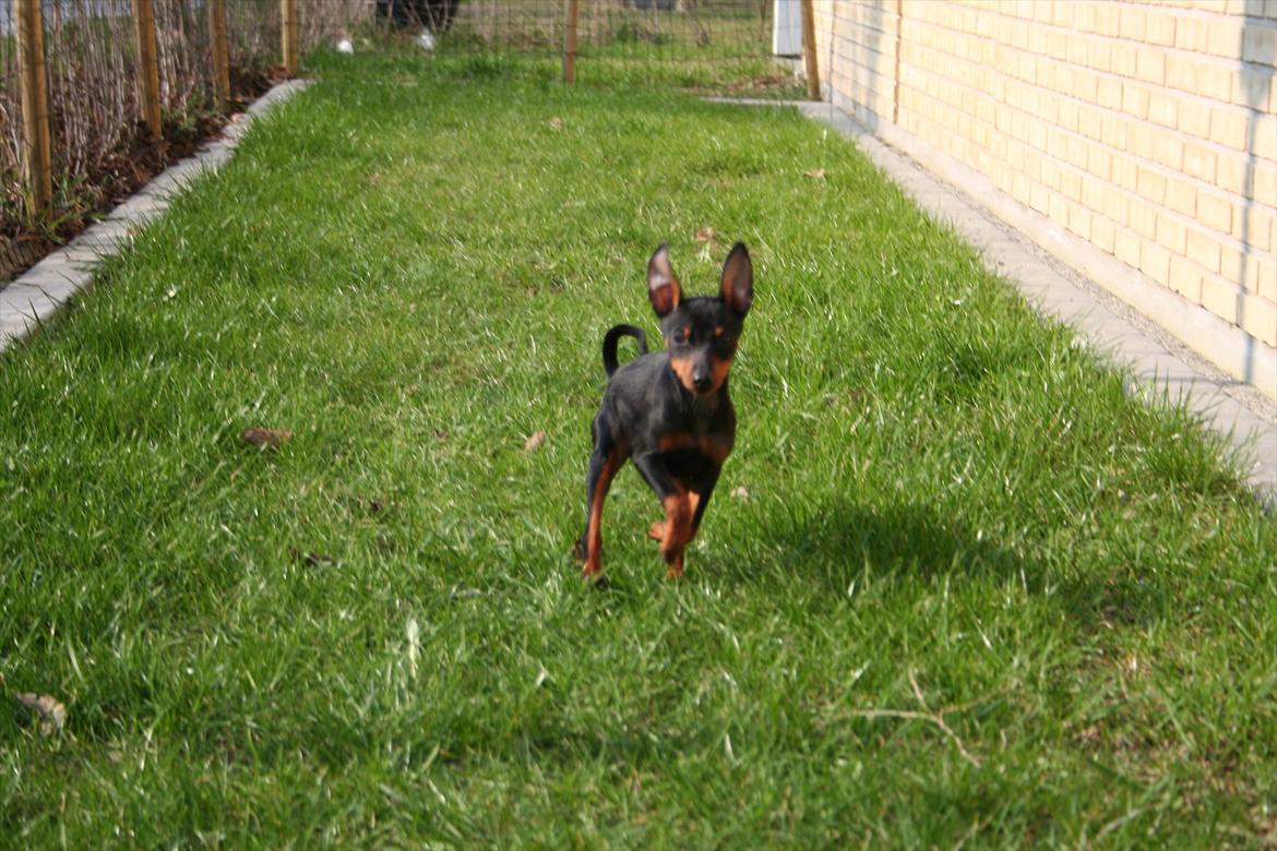 Dvaergpinscher Rødkildes Flora billede 10