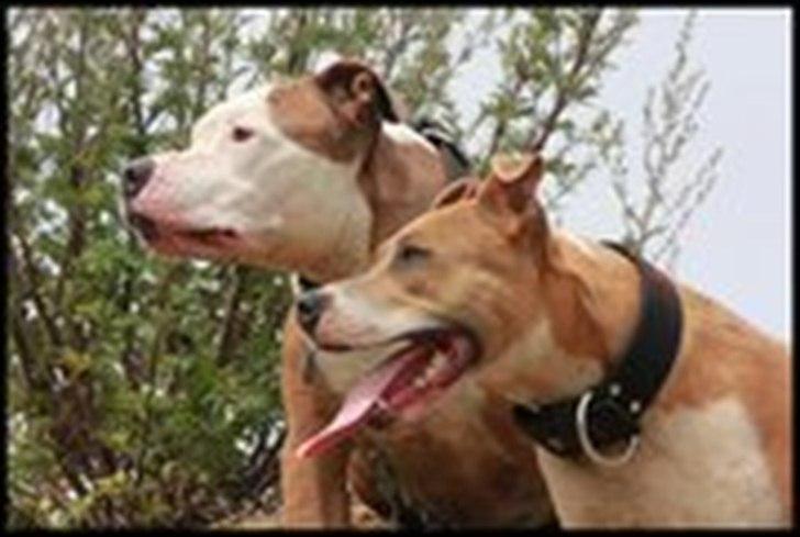 Blanding af racer aya(amstaff/ambull) - aya oppe at besøge iceman :) 1 år og 8 mdr. billede 19