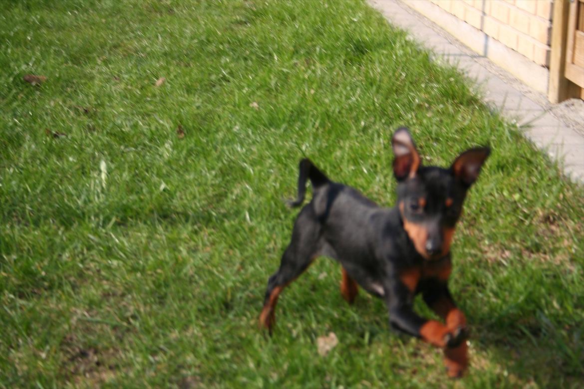 Dvaergpinscher Rødkildes Flora billede 11